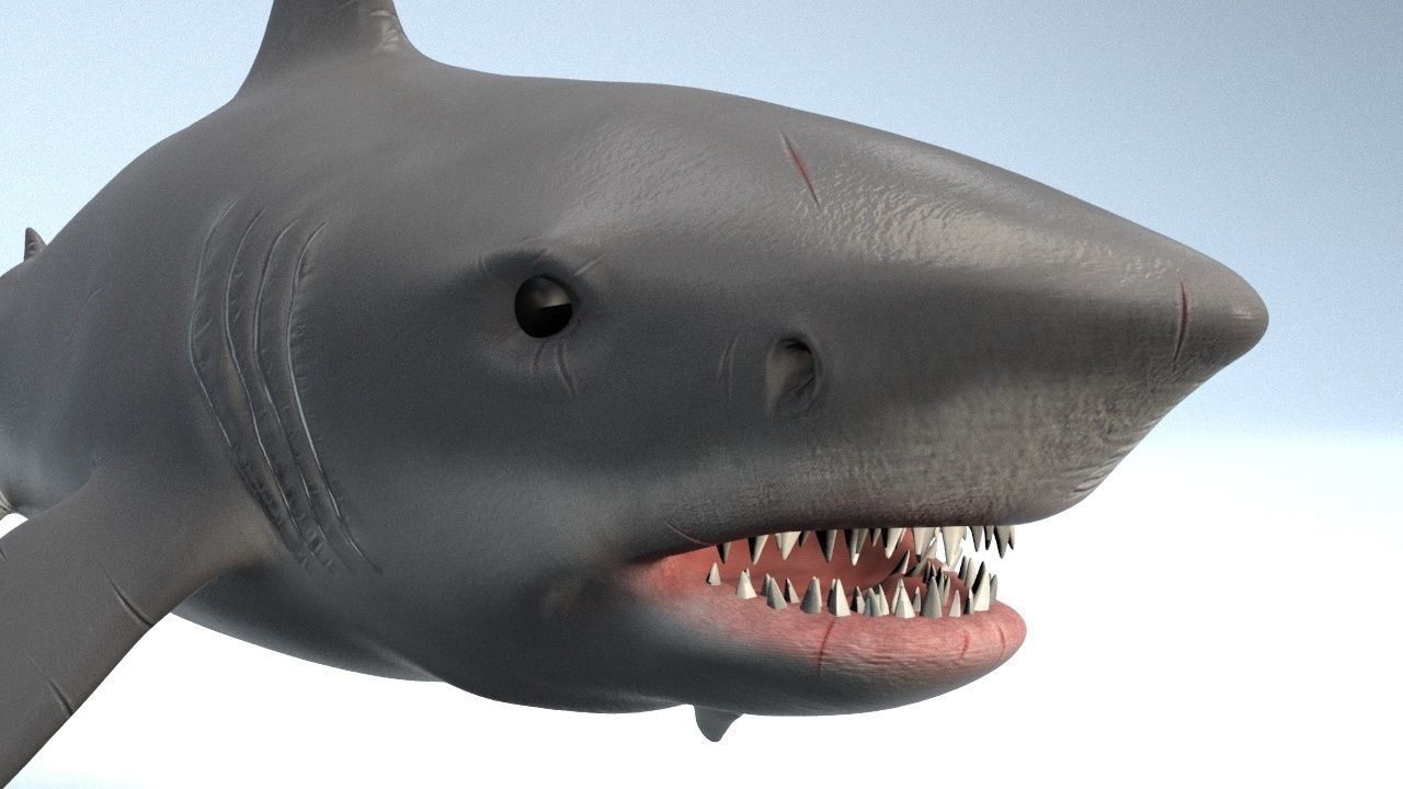White Shark  Low-poly 3D model_4