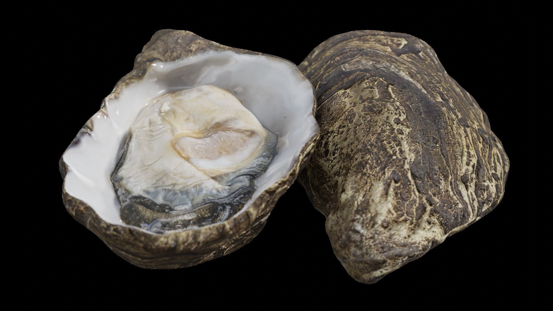 Fresh oyster Low-poly 3D model_25