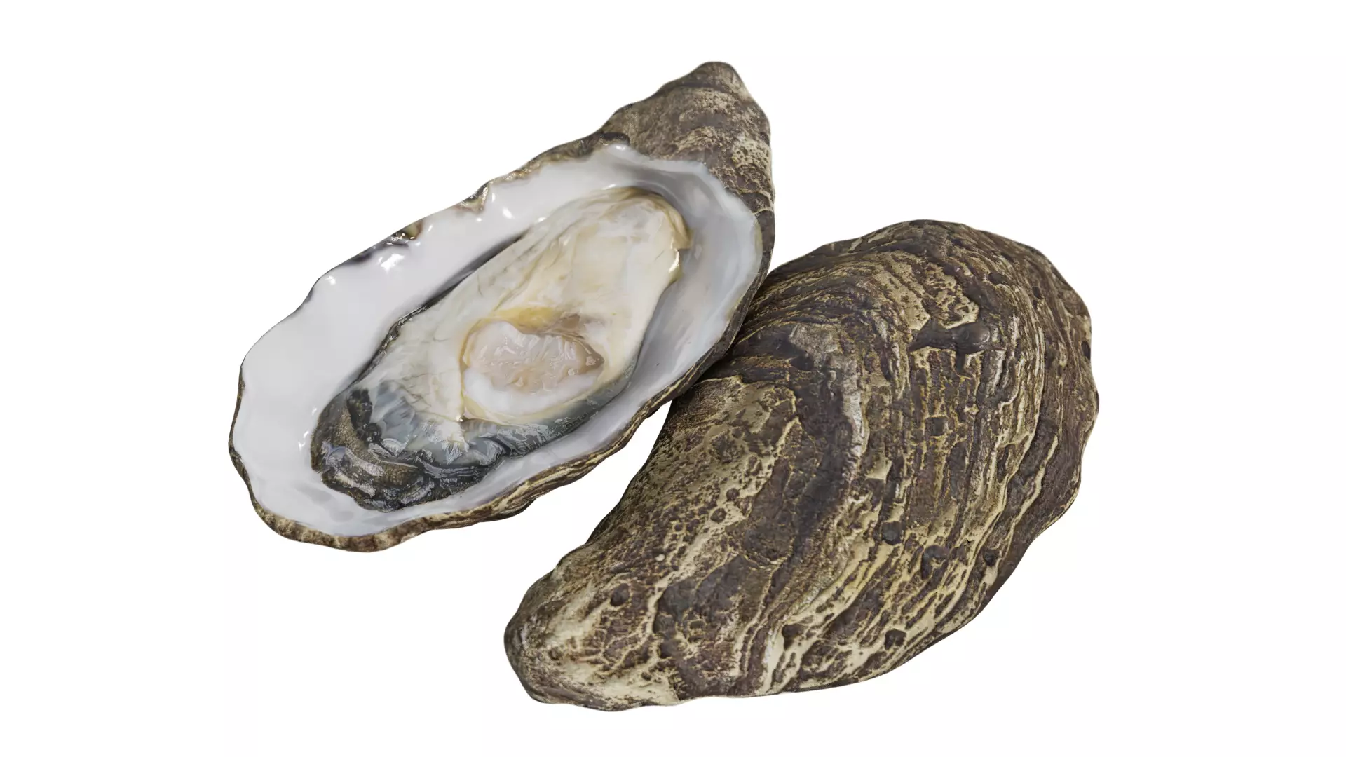 Fresh oyster Low-poly 3D model_0