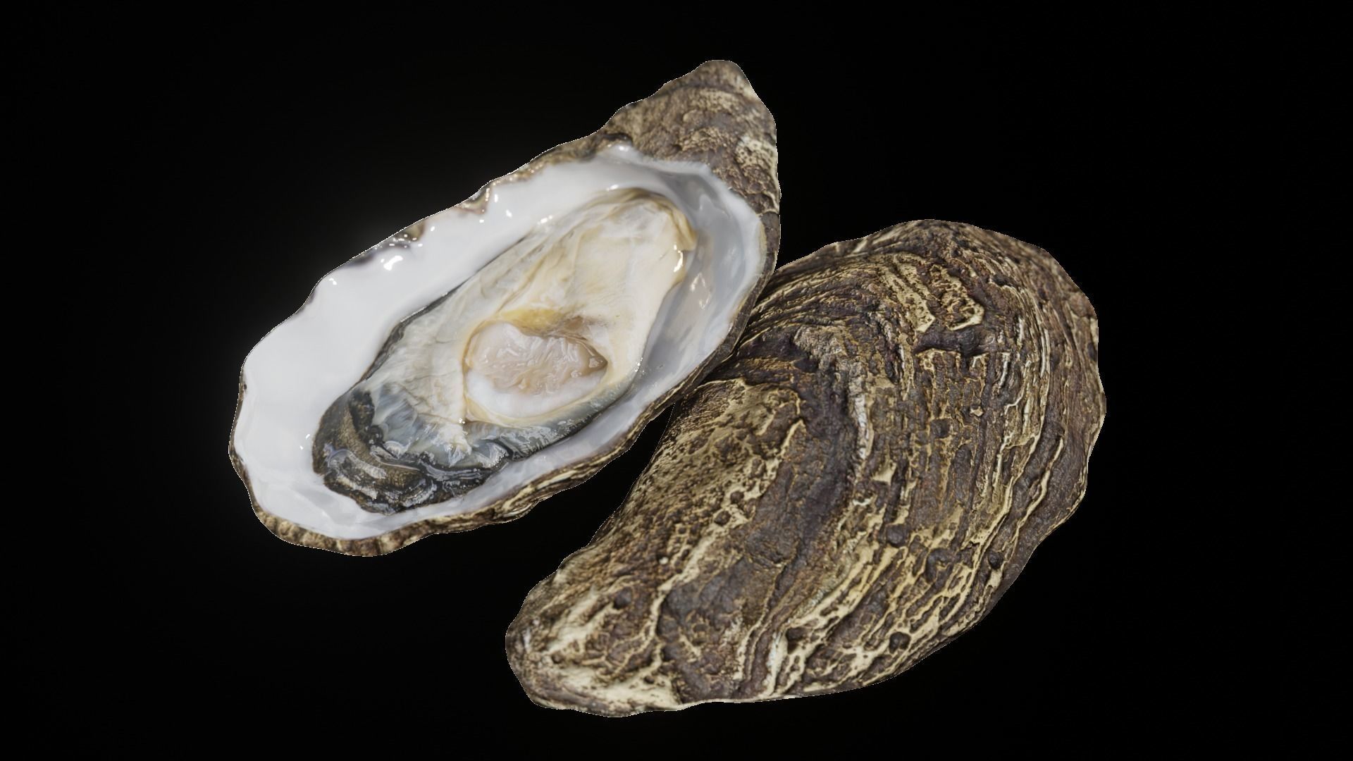 Fresh oyster Low-poly 3D model_22