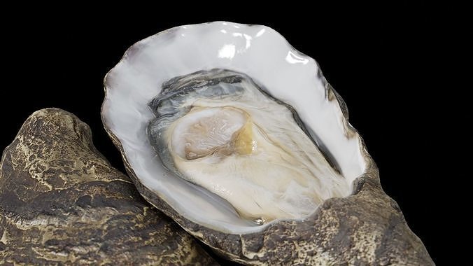 Fresh oyster Low-poly 3D model 2