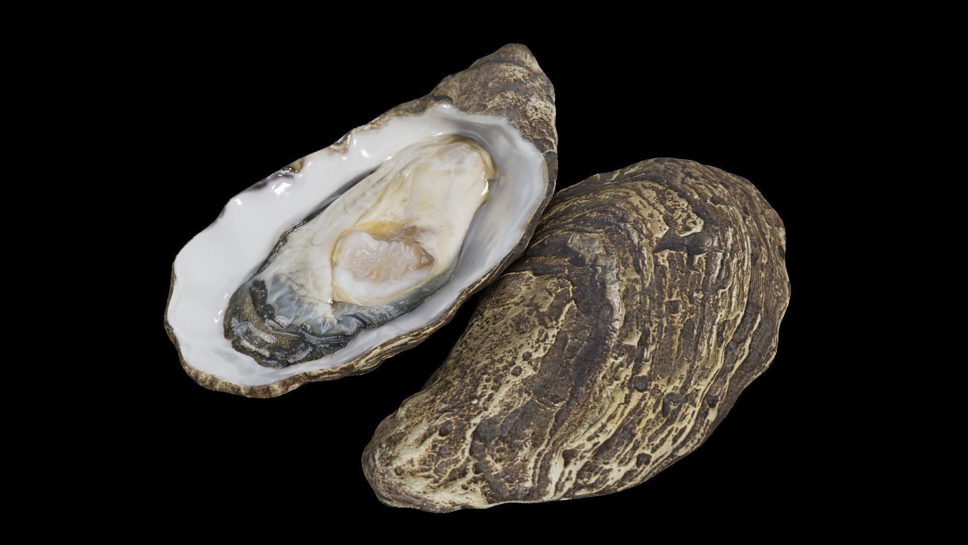 Fresh oyster Low-poly 3D model_30