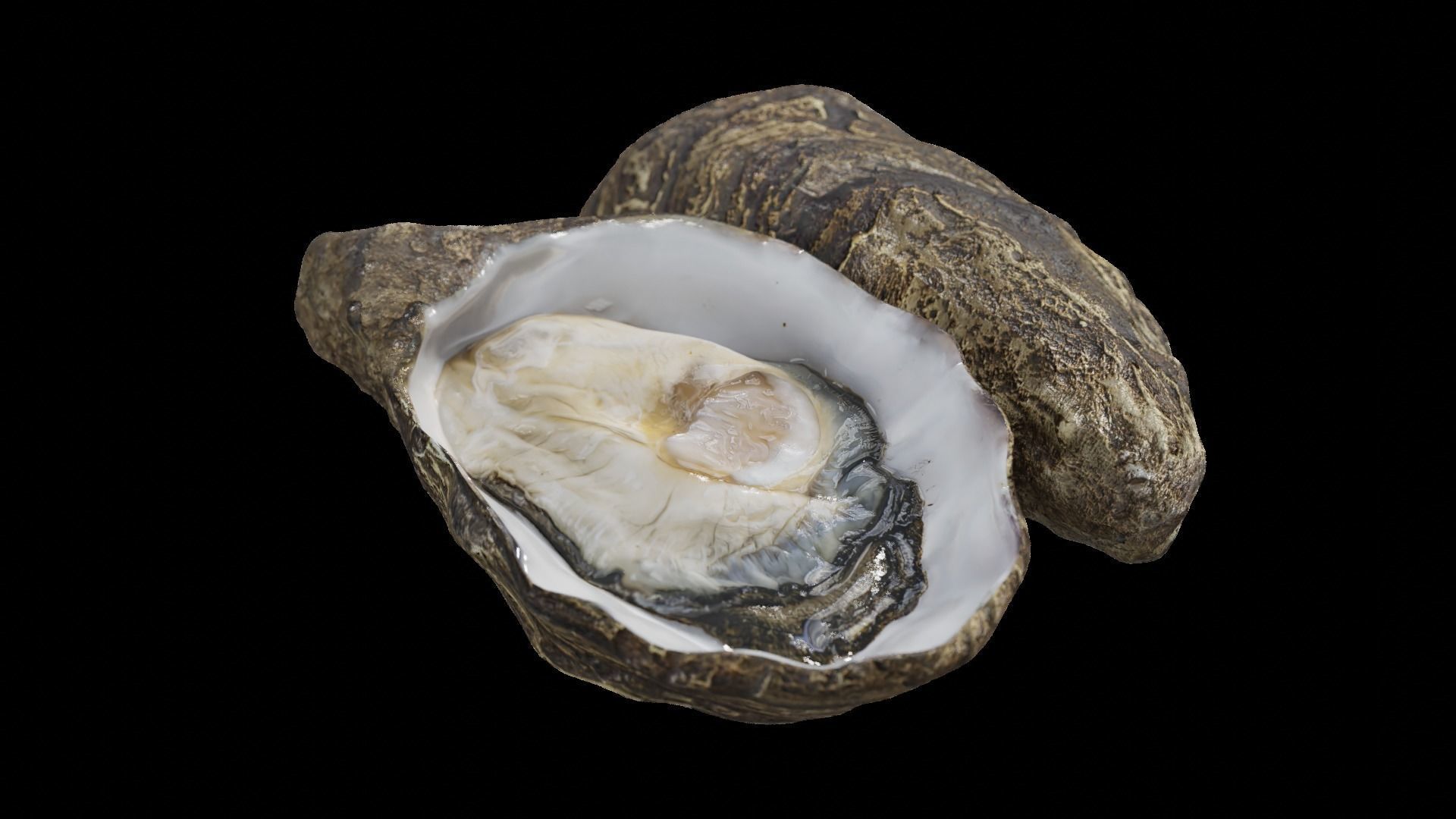 Fresh oyster Low-poly 3D model_4