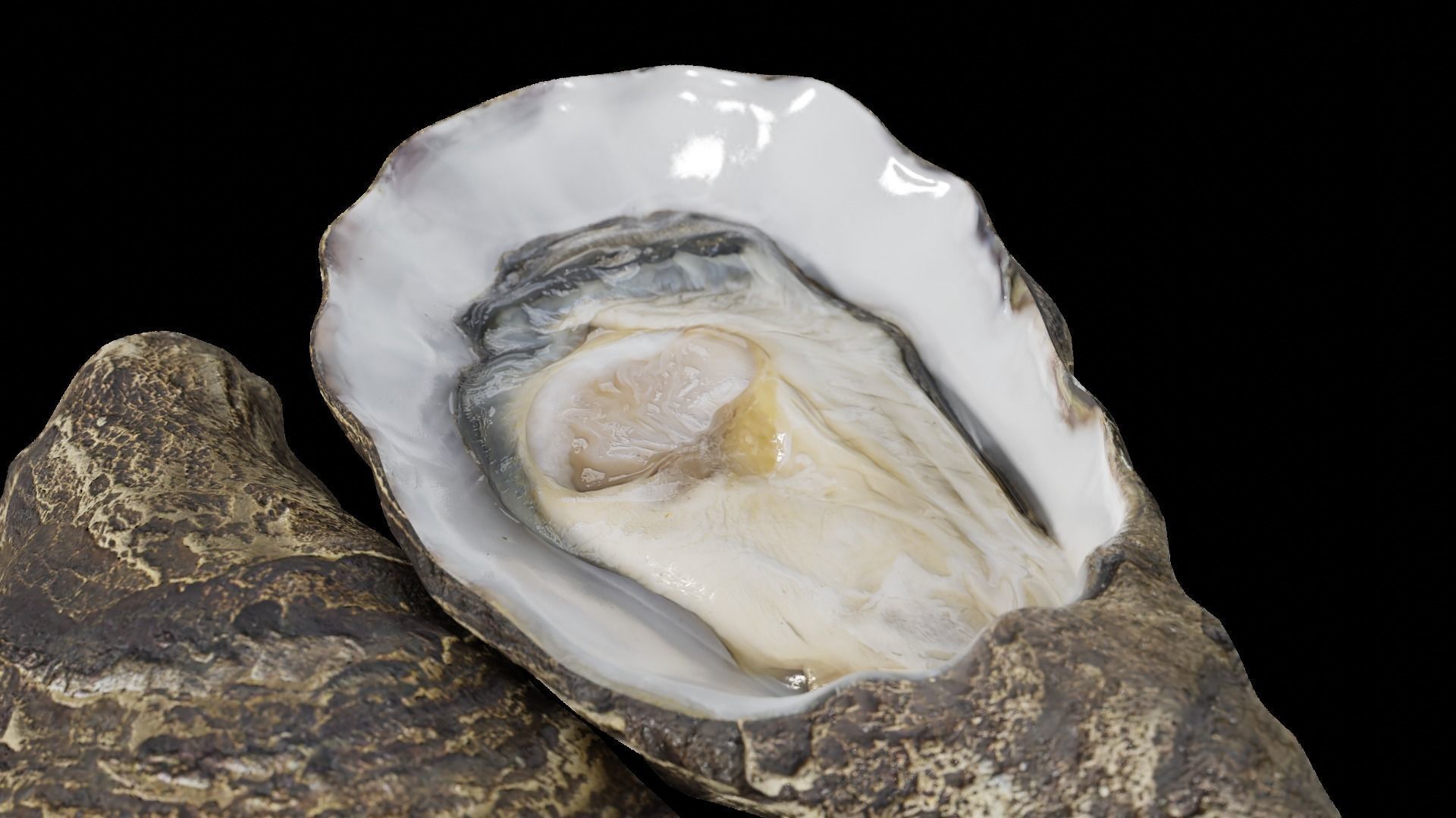 Fresh oyster Low-poly 3D model_29