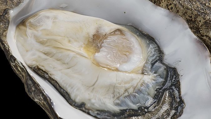 Fresh oyster Low-poly 3D model 6