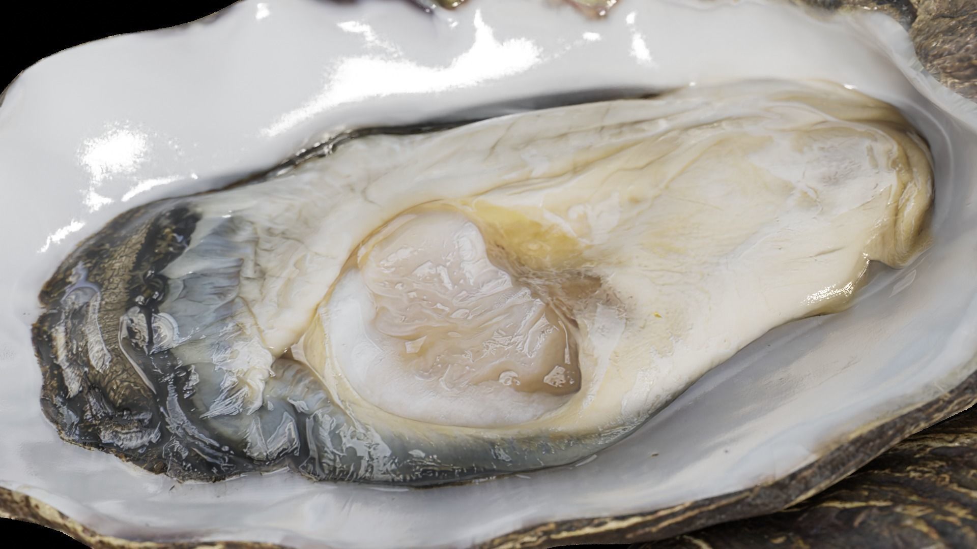 Fresh oyster Low-poly 3D model_7