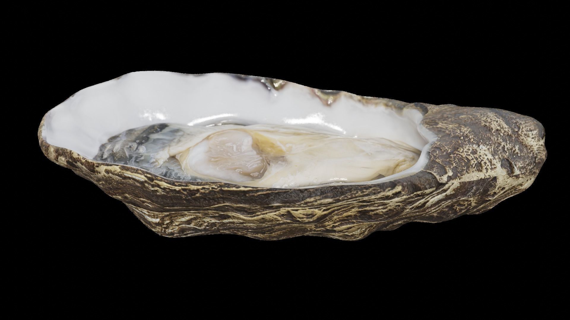 Fresh oyster Low-poly 3D model_28