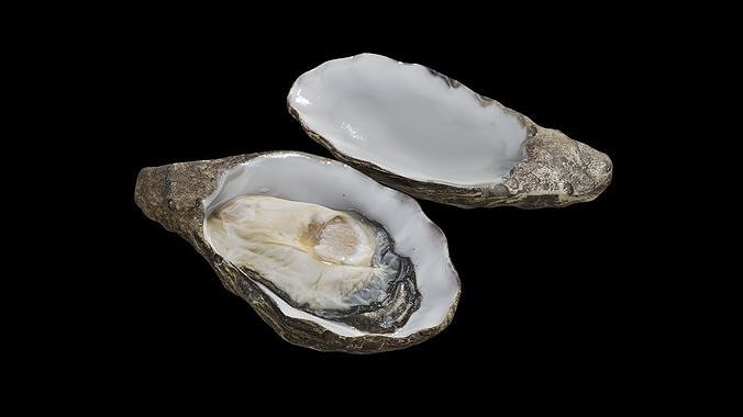 Fresh oyster Low-poly 3D model 4