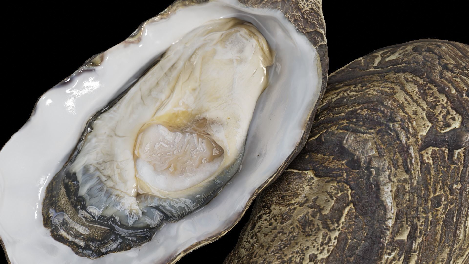Fresh oyster Low-poly 3D model_32