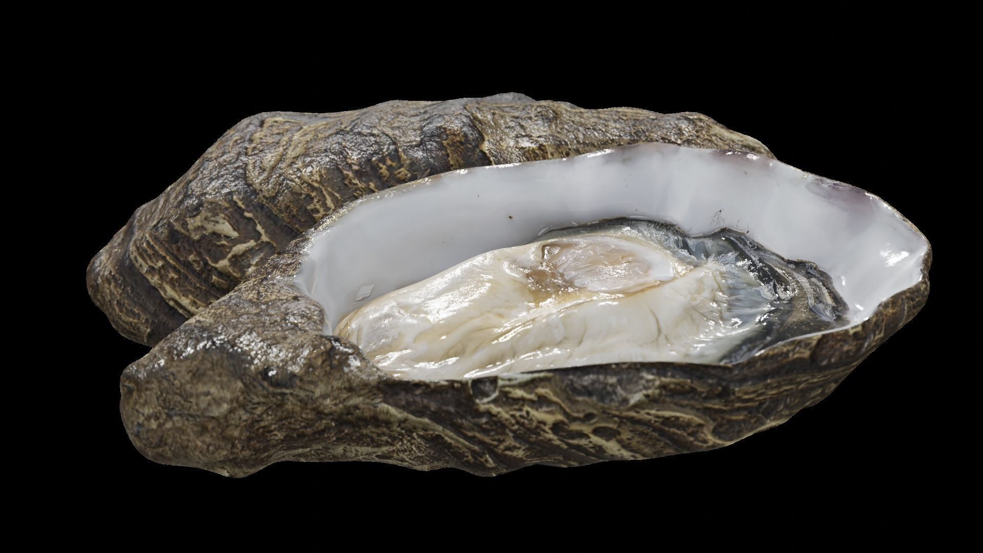Fresh oyster Low-poly 3D model_8