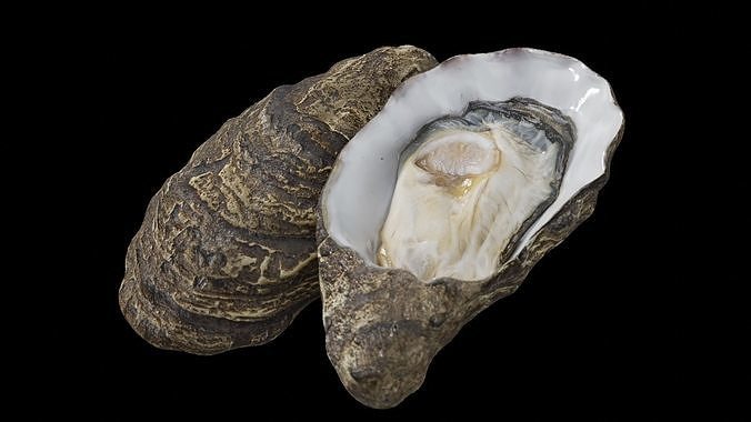 Fresh oyster Low-poly 3D model 7