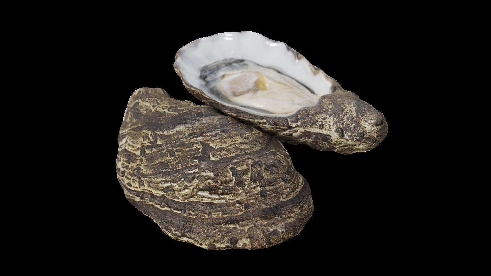 Fresh oyster Low-poly 3D model_13