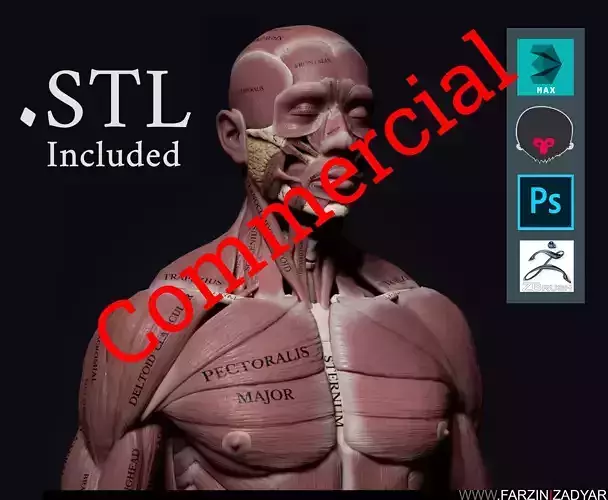 Human Anatomy Kit Commercial License Low-poly 3D model