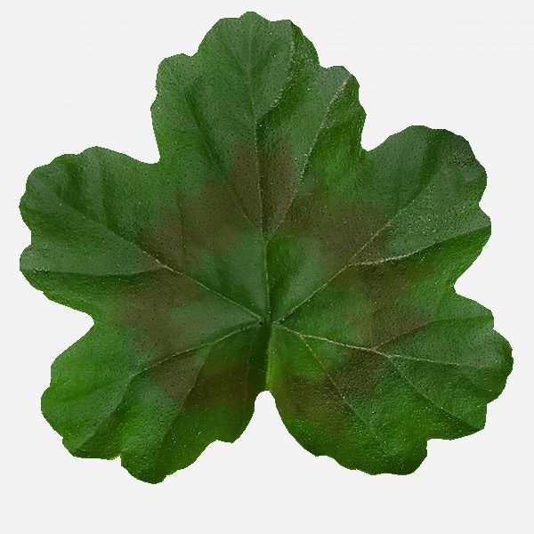 FACADE leaf Low-poly 3D model_1