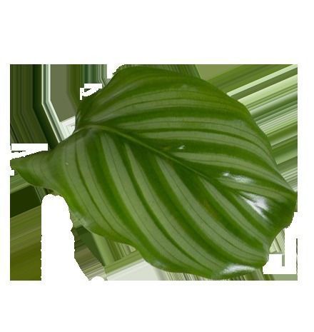 FACADE leaf Low-poly 3D model_14