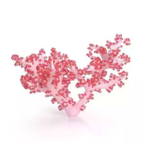 Acropora aasp 1 3D model