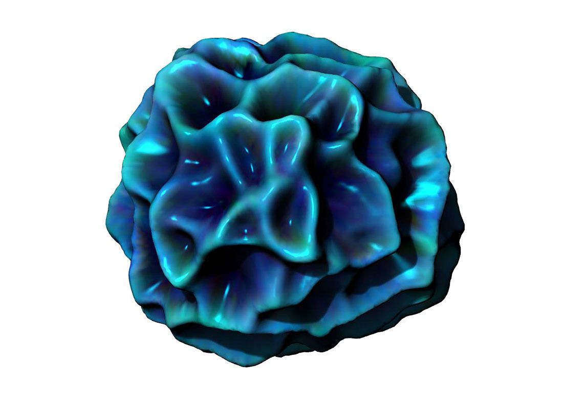 Physarum Striation 3D print model_1