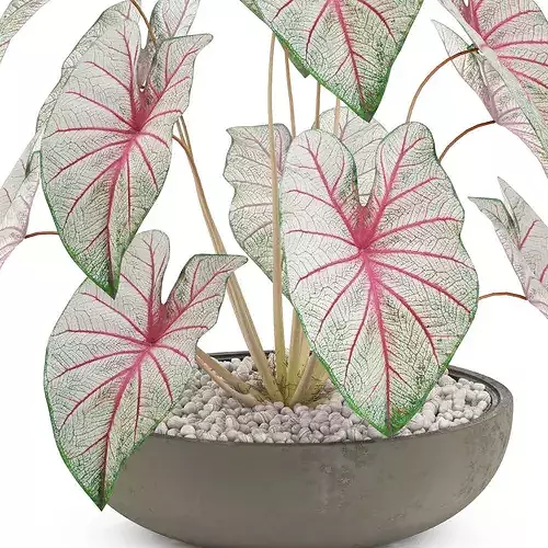 Plants collection 521