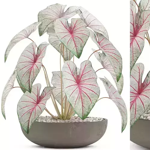 Plants collection 521 3D model