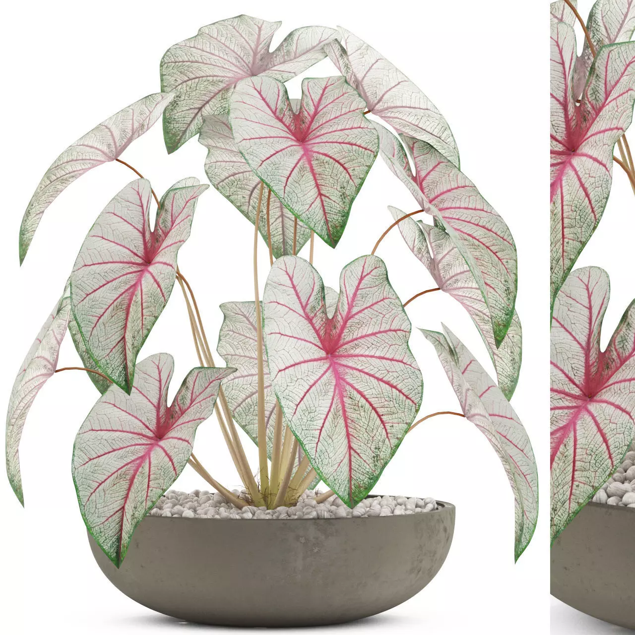 Plants collection 521 3D model_0