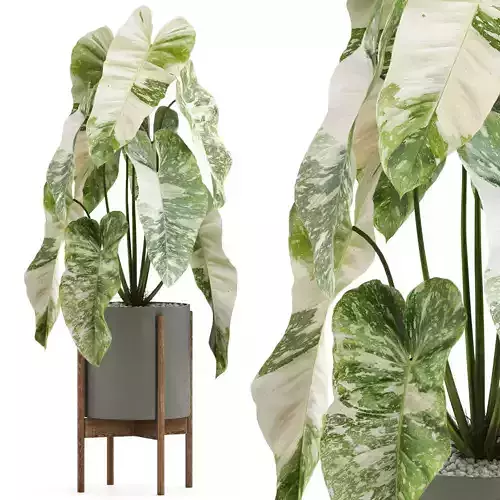 Plants collection 522 3D model