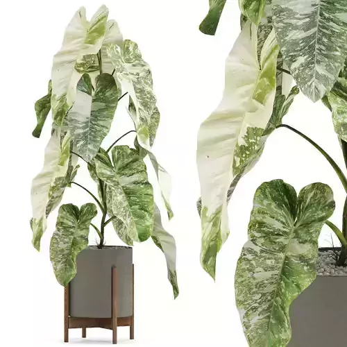 Plants collection 523 3D model
