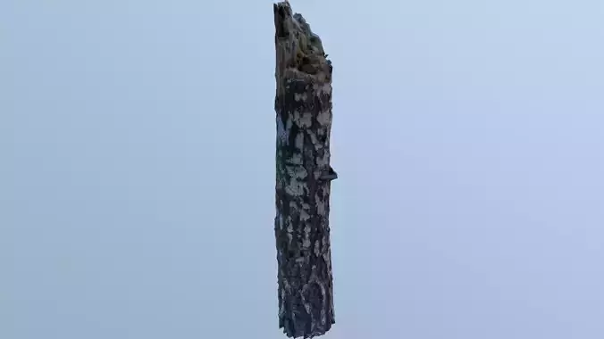 Birch stump