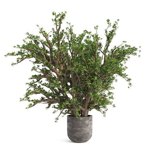 Jade Plants No2 3D model