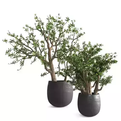 Jade Plants Set 03