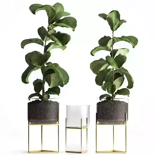 Ficus lyrata trees in a GLASS FLOWERPOT 960