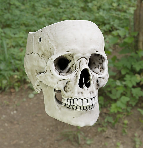 https://img-new.cgtrader.com/items/3027901/765d357ab5/hollow-skull-plant-pot-3d-model-765d357ab5.jpg