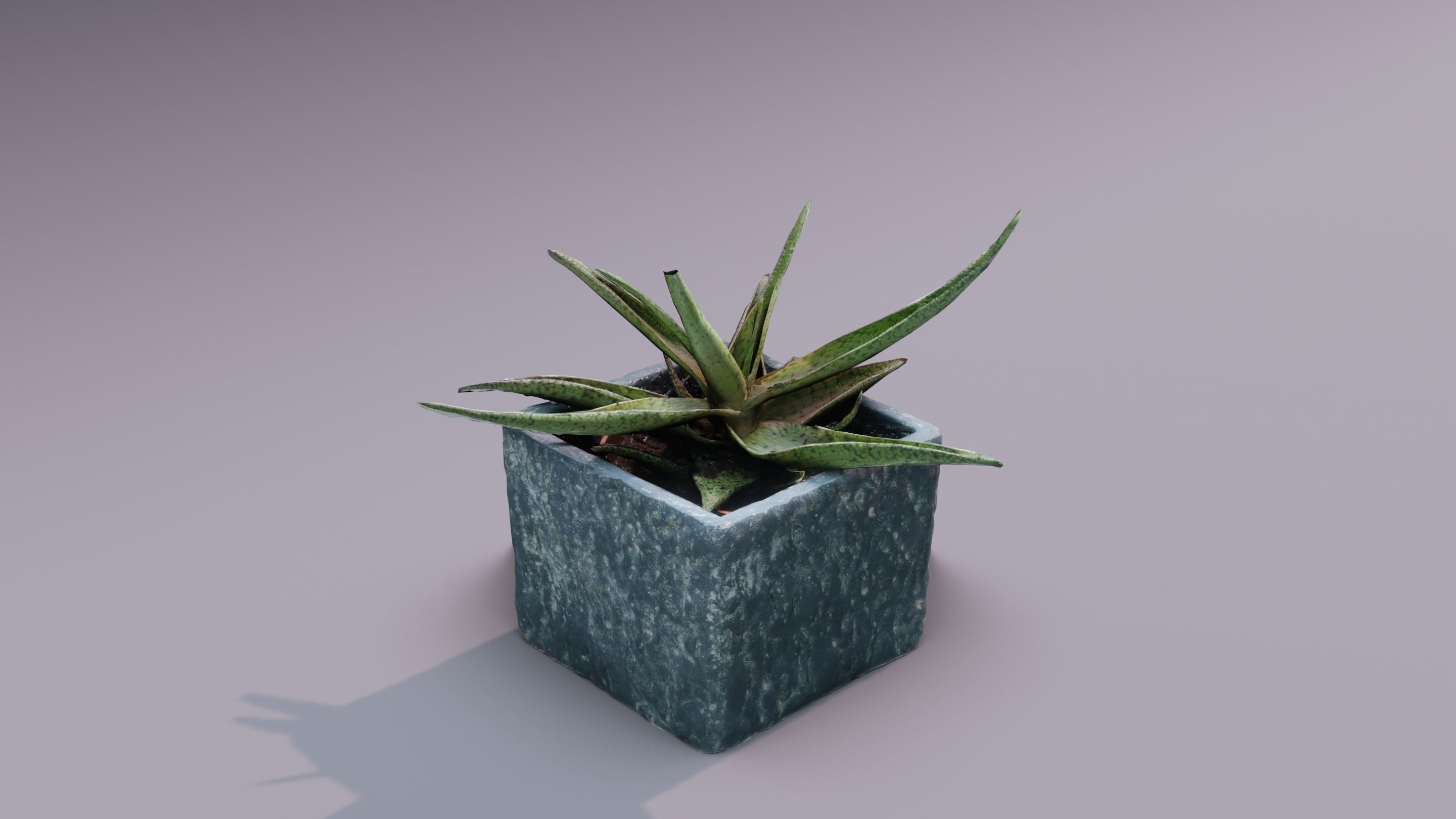 Plant 3D Scan - The Aloe Low-poly 3D model_3