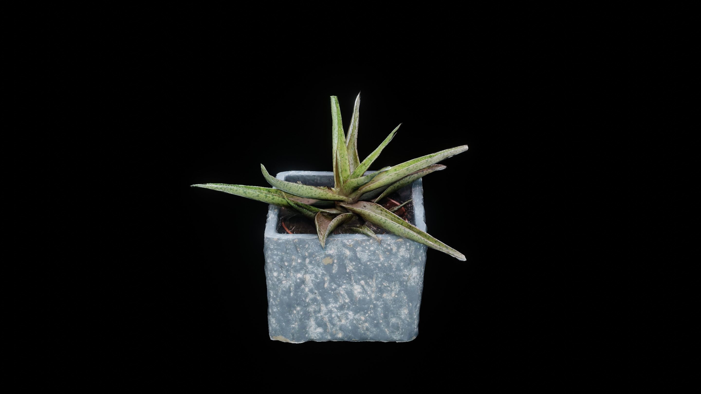 Plant 3D Scan - The Aloe Low-poly 3D model_7