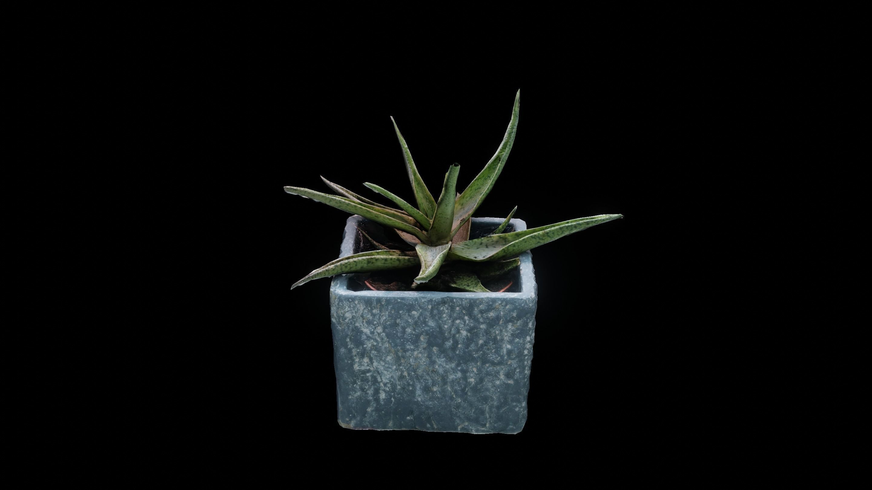 Plant 3D Scan - The Aloe Low-poly 3D model_9
