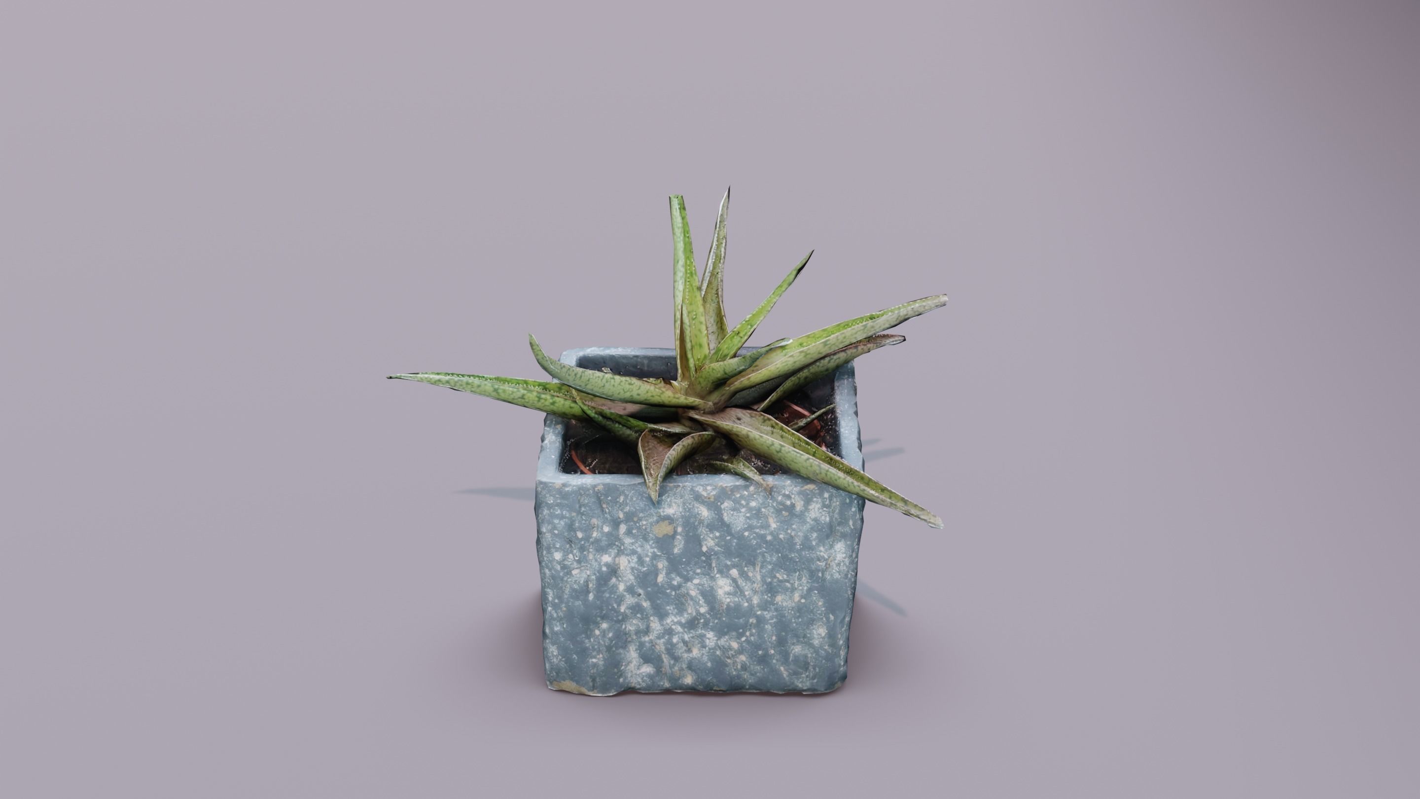 Plant 3D Scan - The Aloe Low-poly 3D model_2