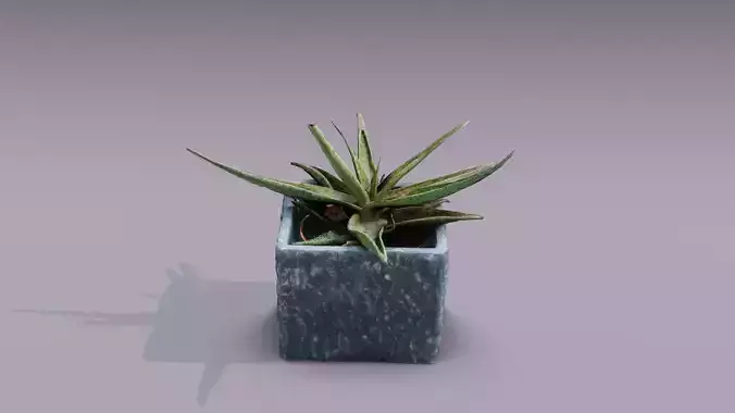 Plant 3D Scan - The Aloe Low-poly 3D model
