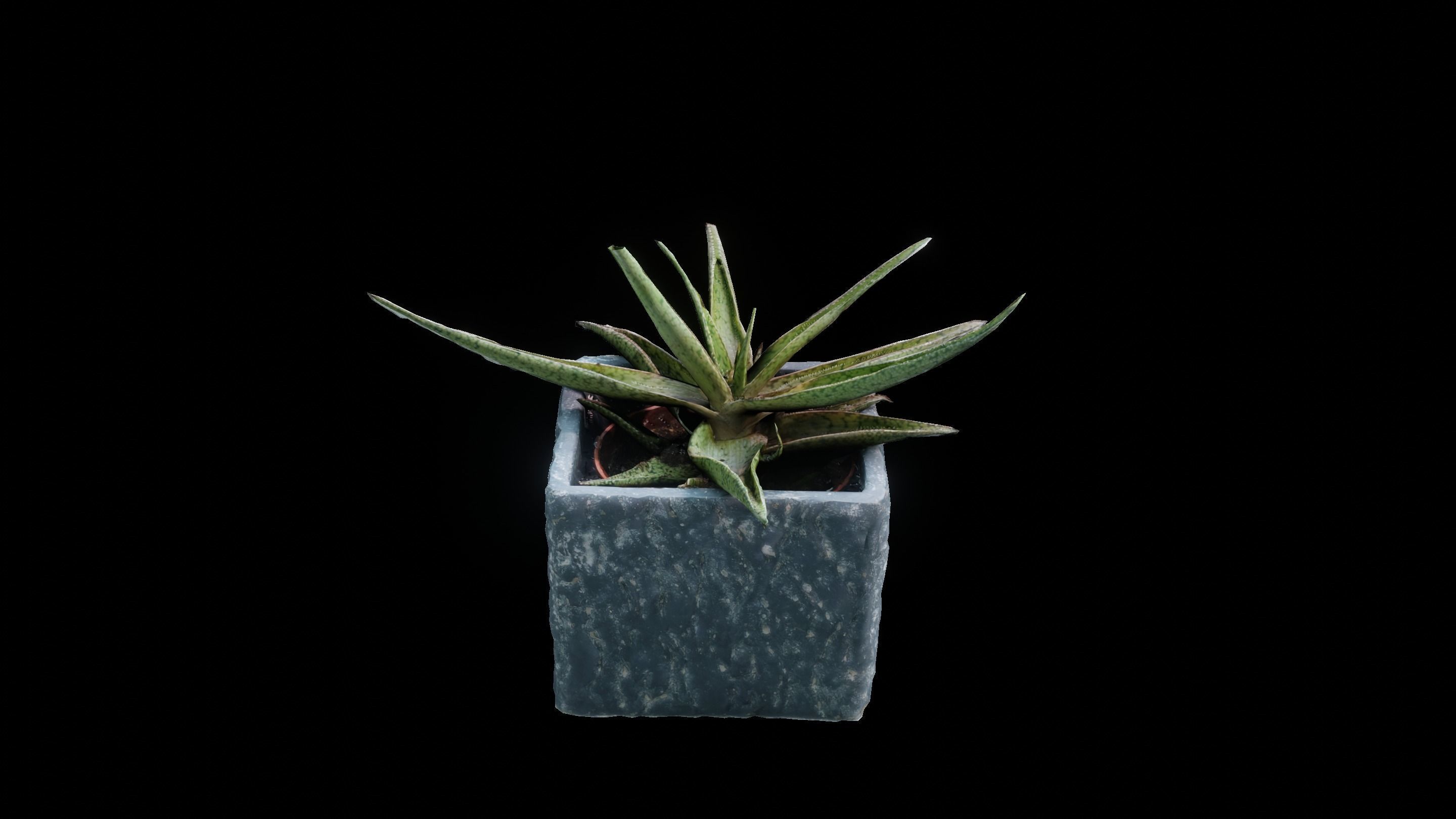 Plant 3D Scan - The Aloe Low-poly 3D model_5