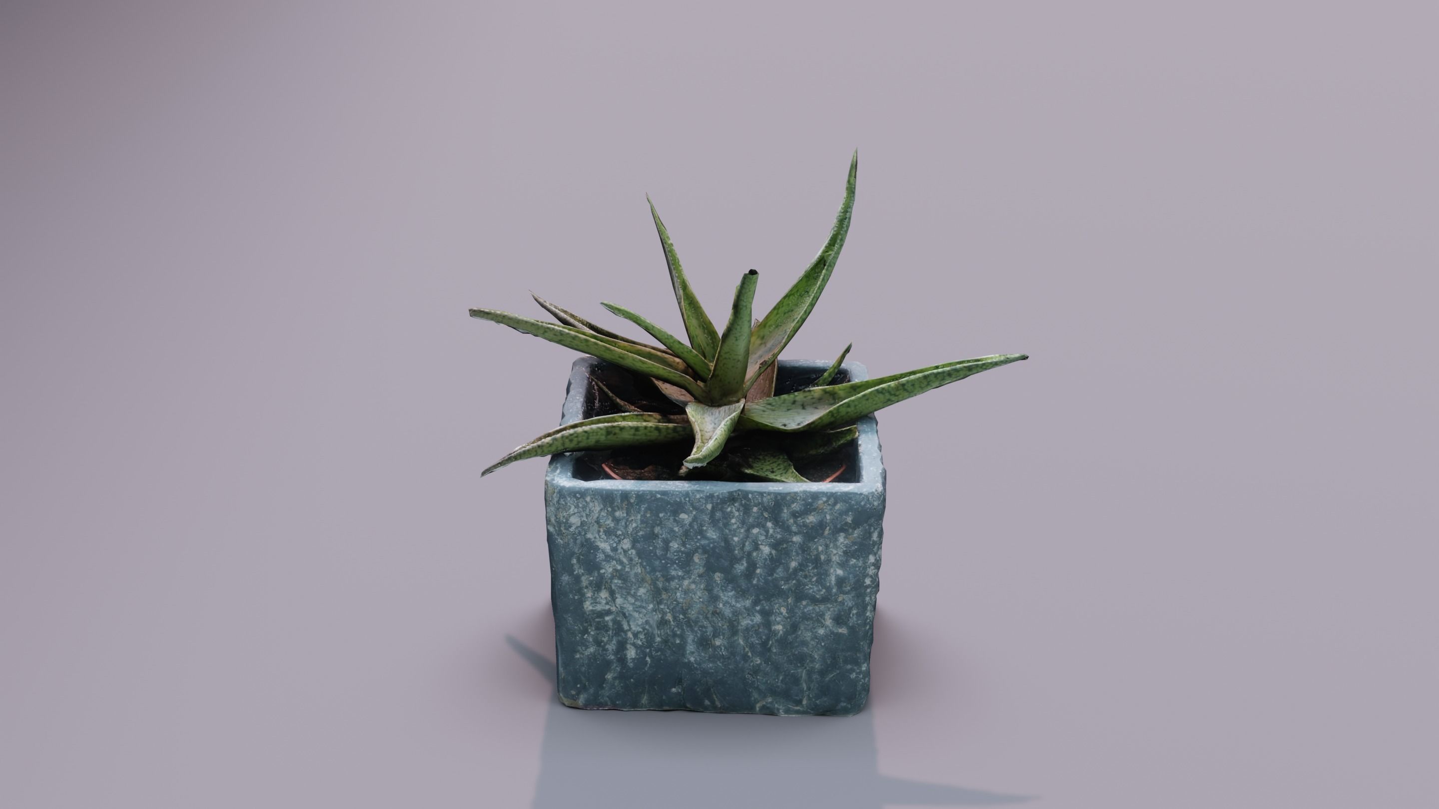 Plant 3D Scan - The Aloe Low-poly 3D model_4