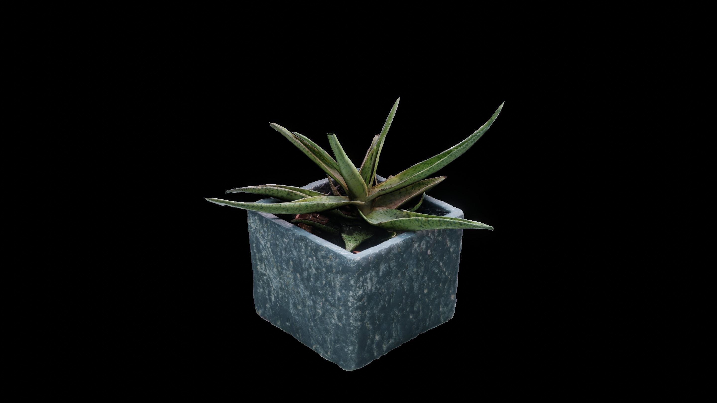 Plant 3D Scan - The Aloe Low-poly 3D model_8