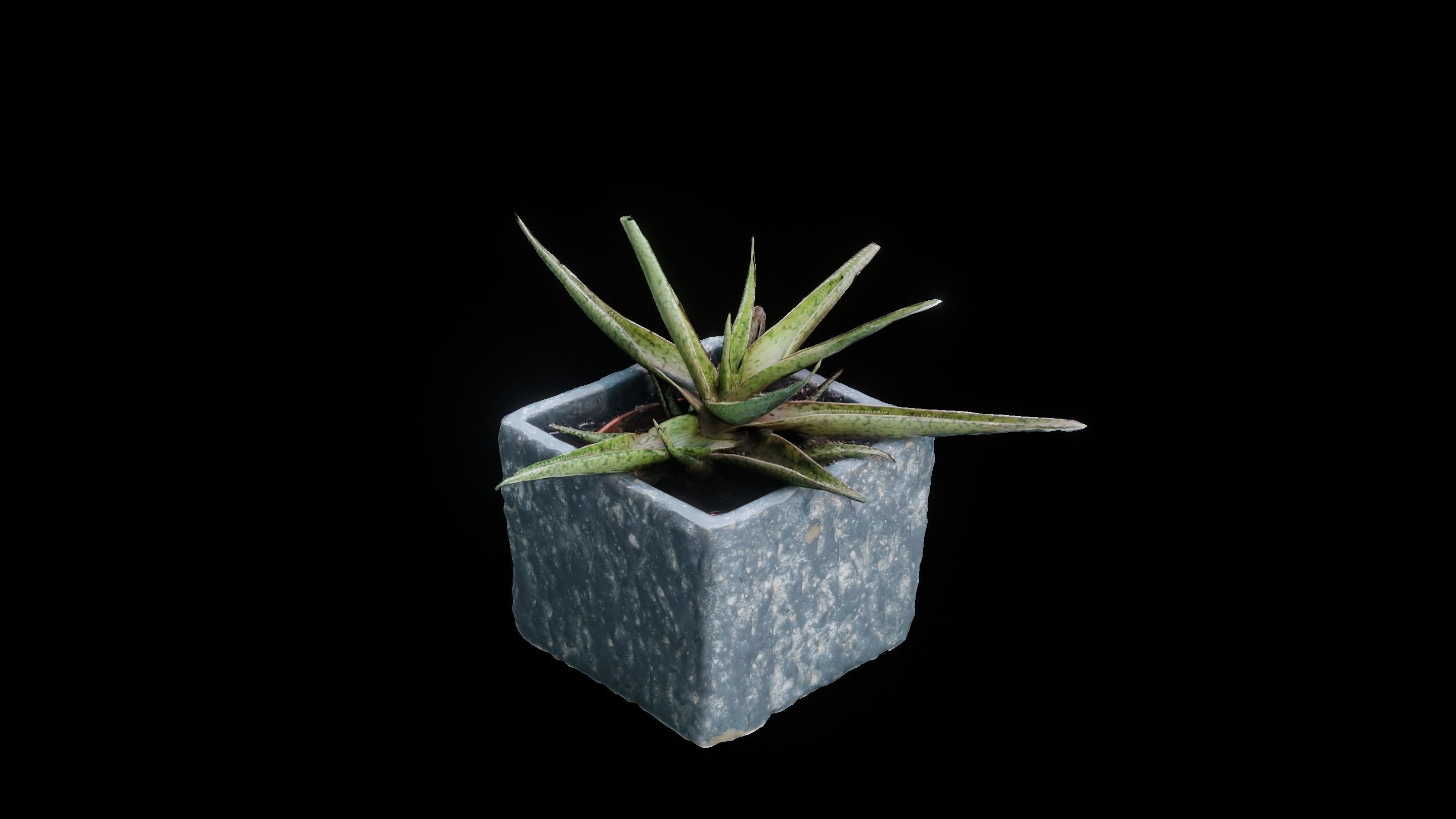 Plant 3D Scan - The Aloe Low-poly 3D model_6
