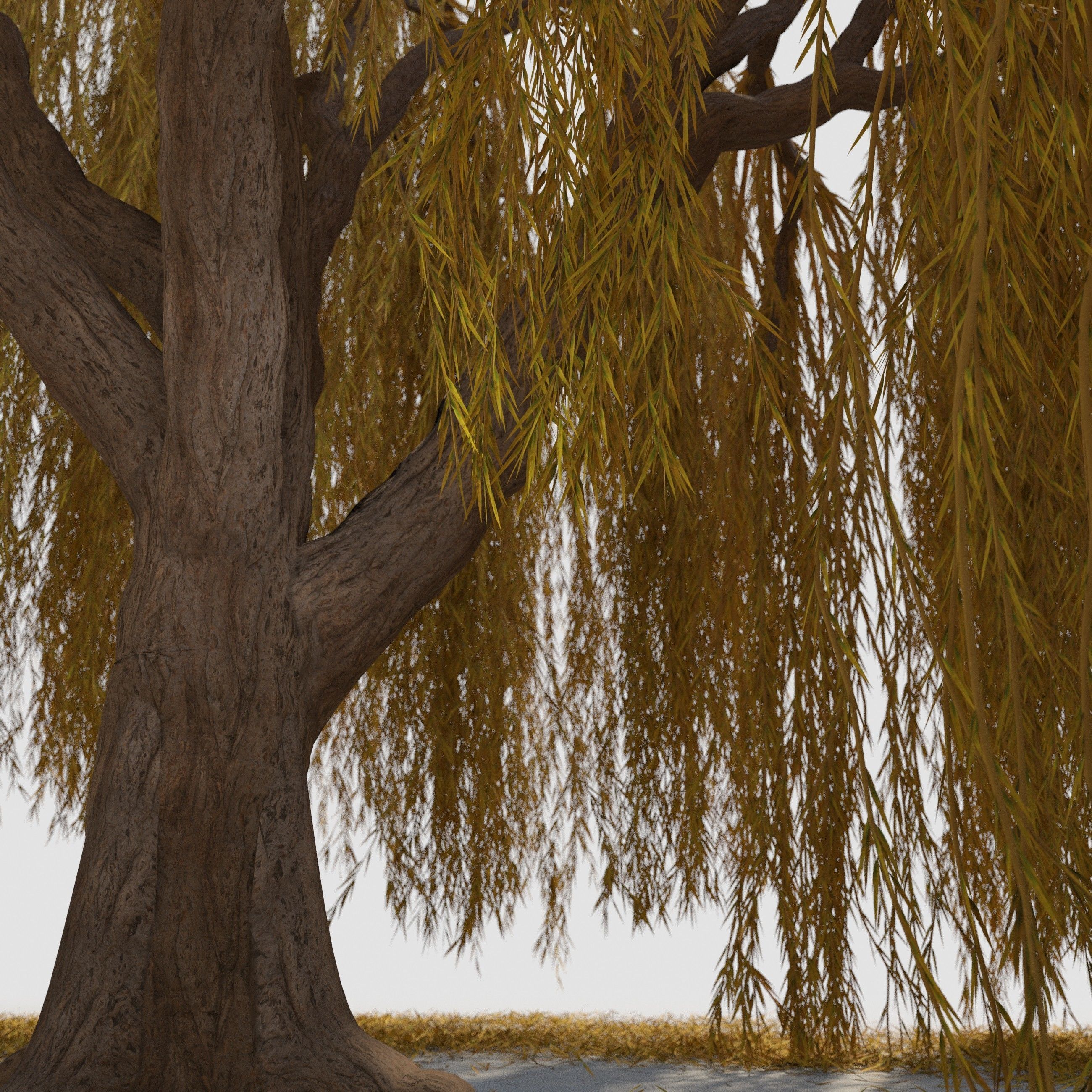 weeping willow tree 3D model_7