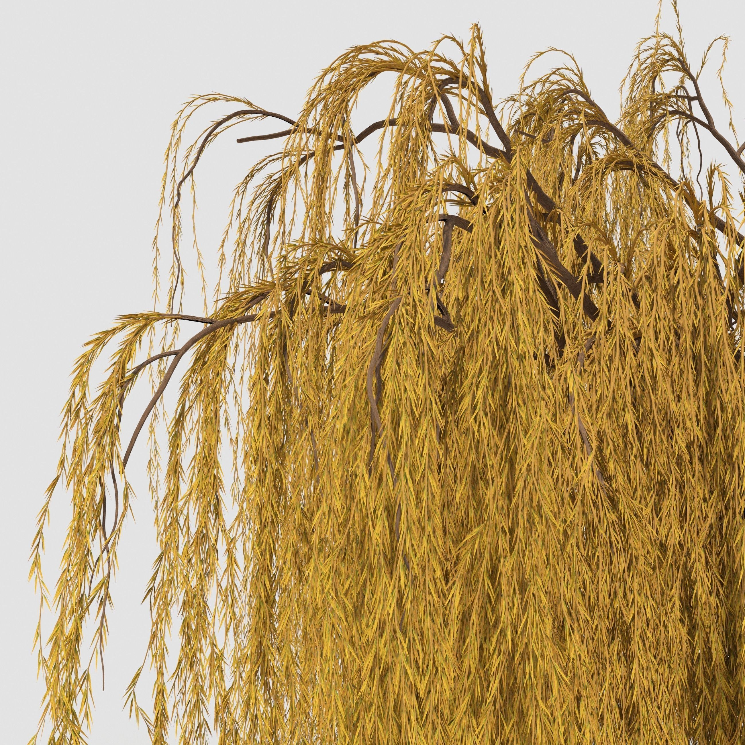 weeping willow tree 3D model_5