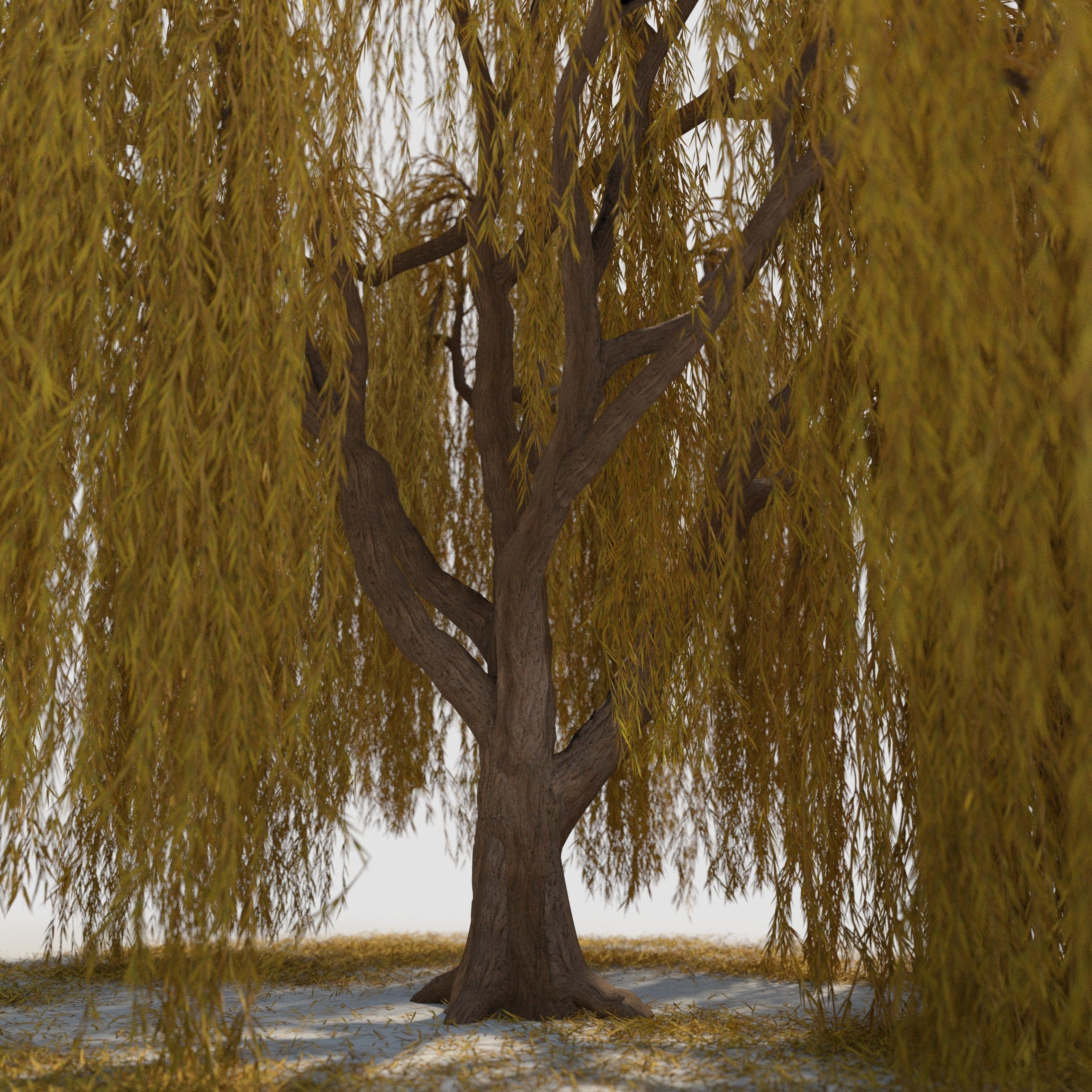 weeping willow tree 3D model_2