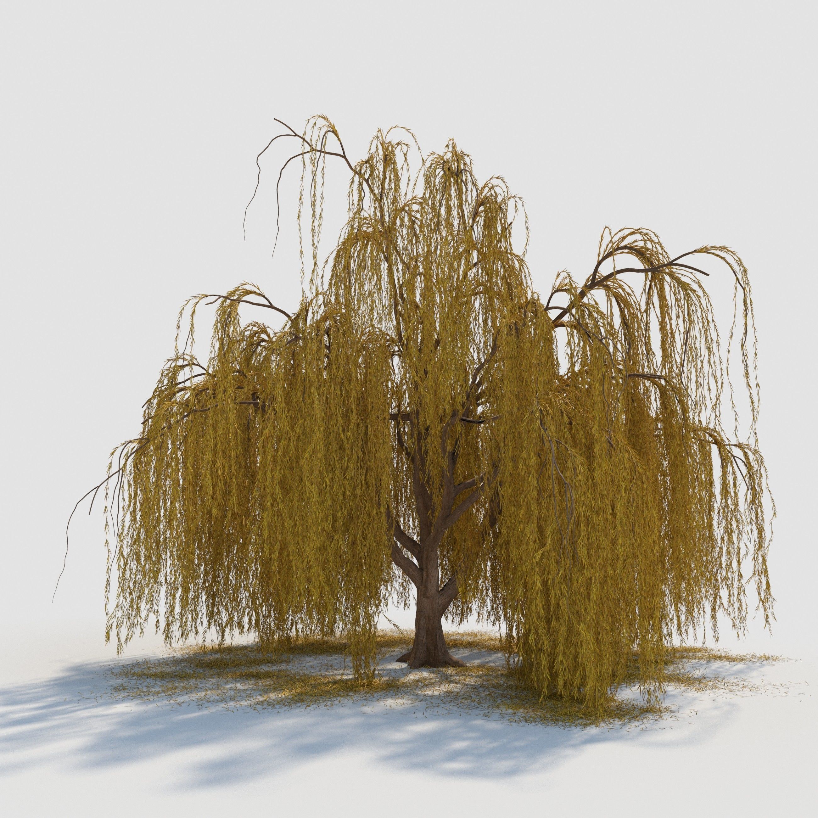 weeping willow tree 3D model_1