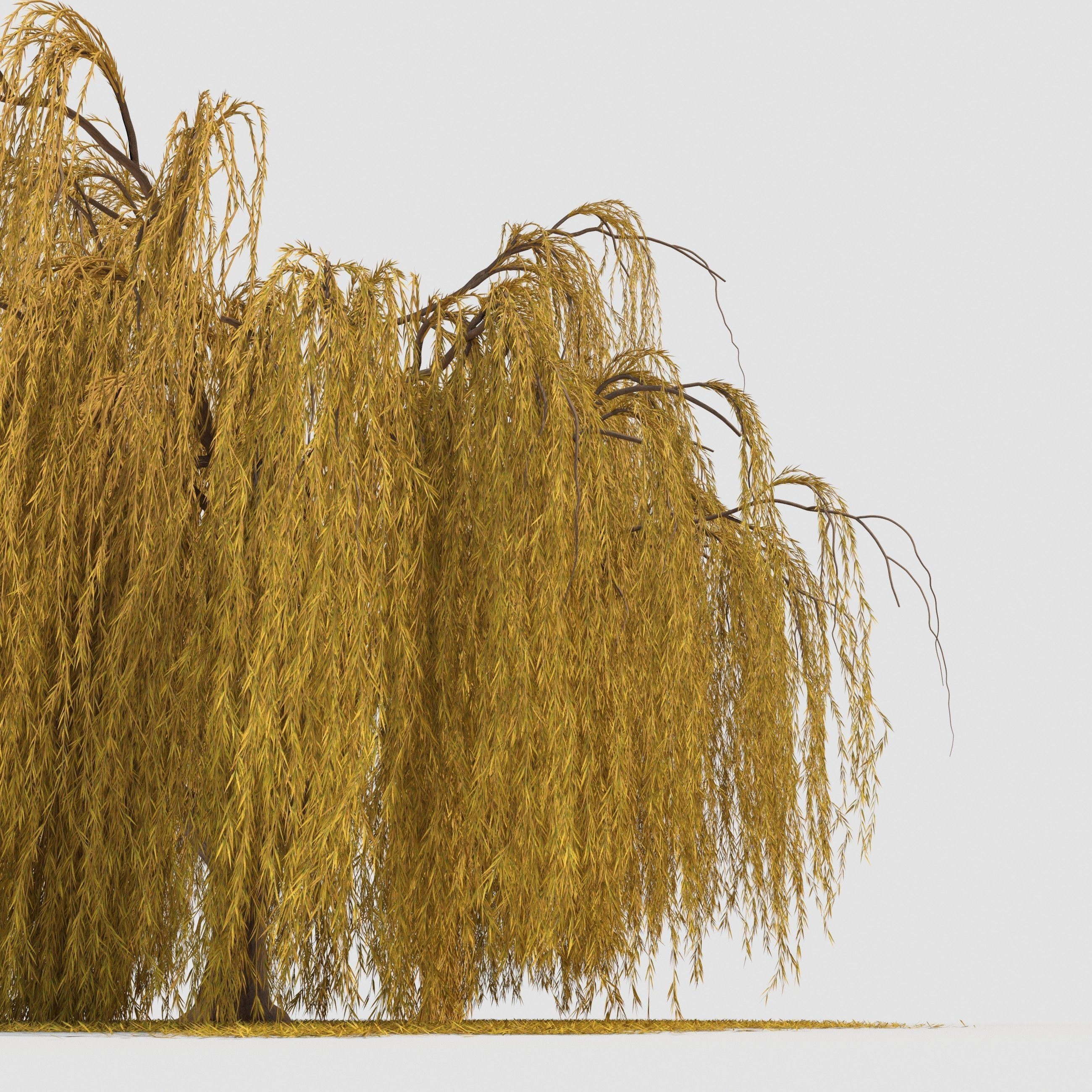 weeping willow tree 3D model_6