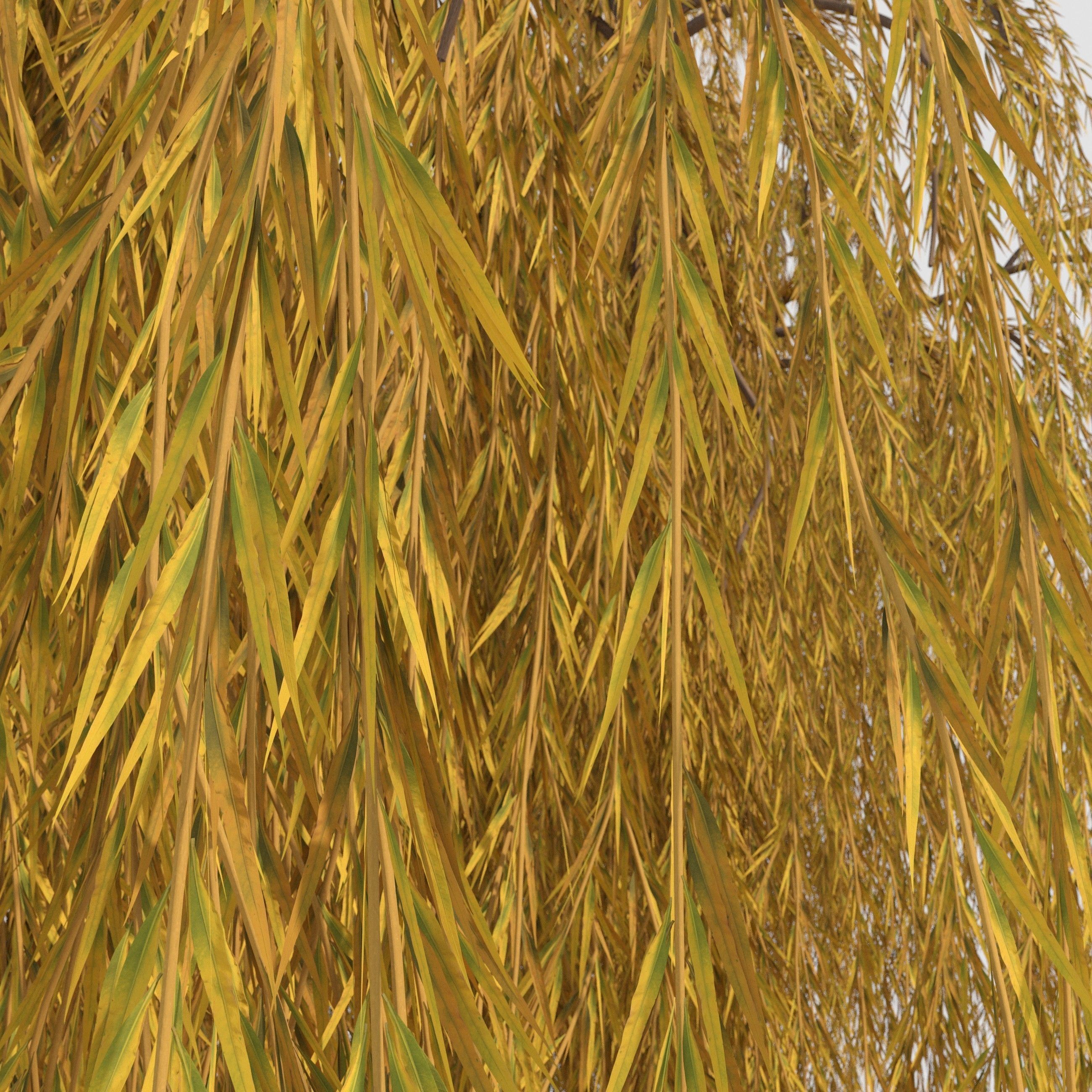 weeping willow tree 3D model_3