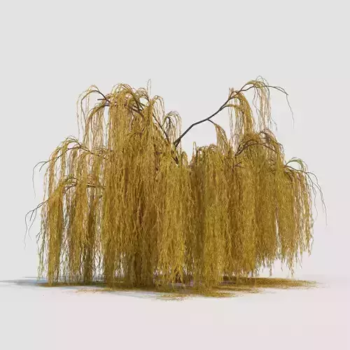 weeping willow tree