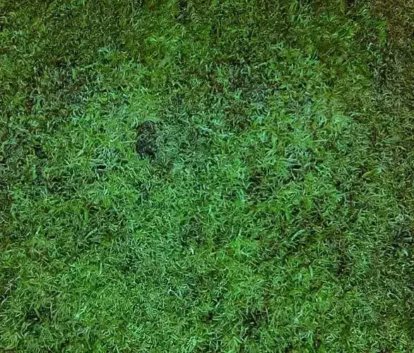 Grass Patch 3D Model 3D model