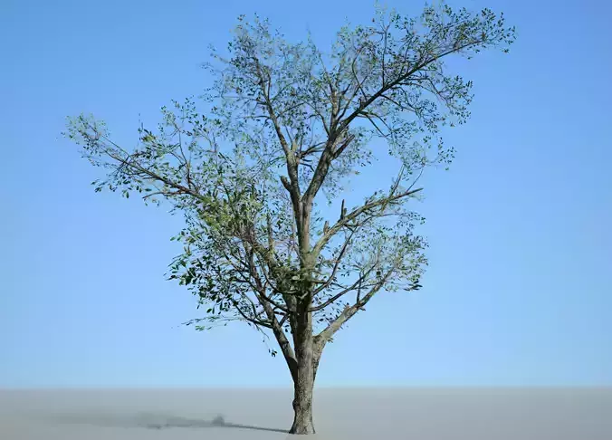 Broadleaf 001 Low-poly 3D model