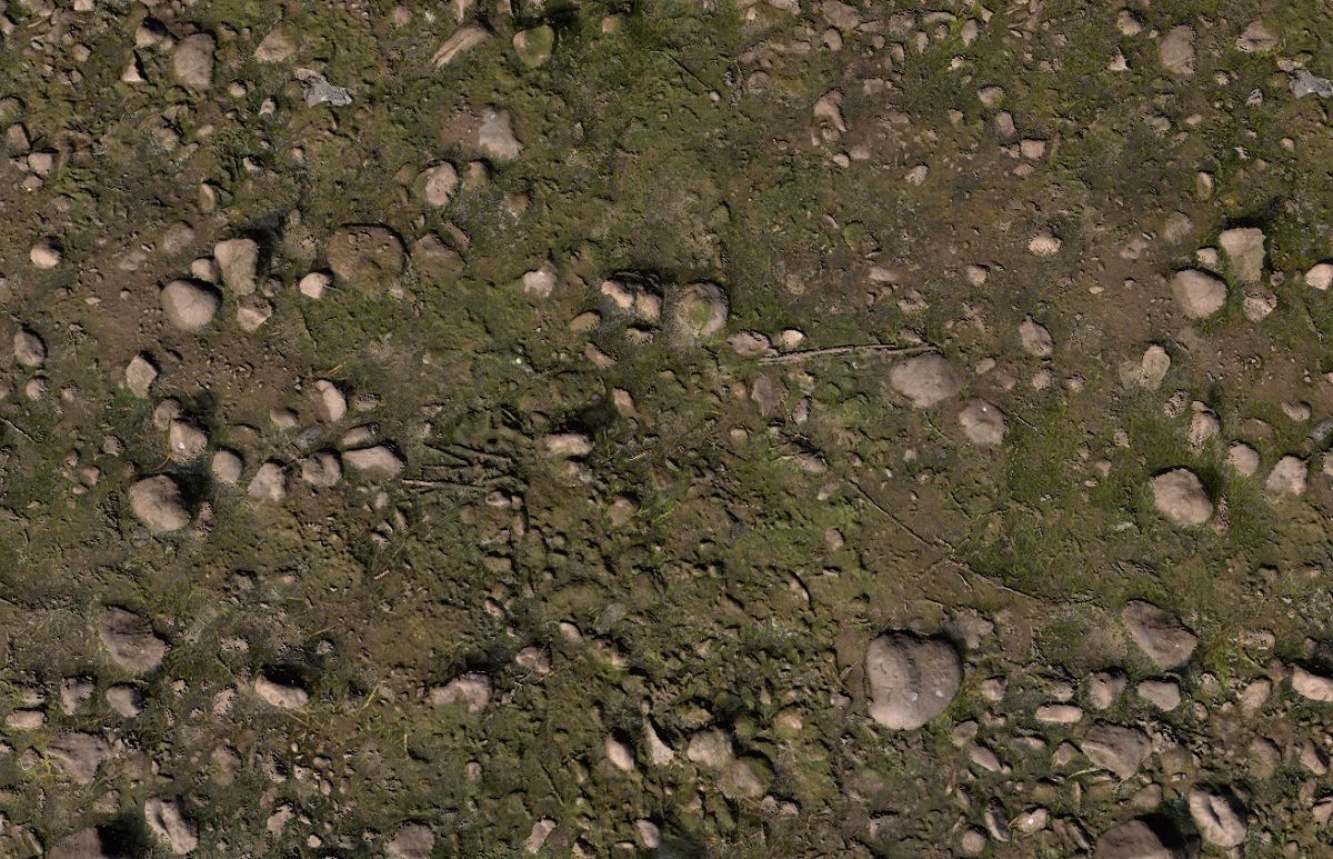 Forest Floor PBR Texture Texture_2